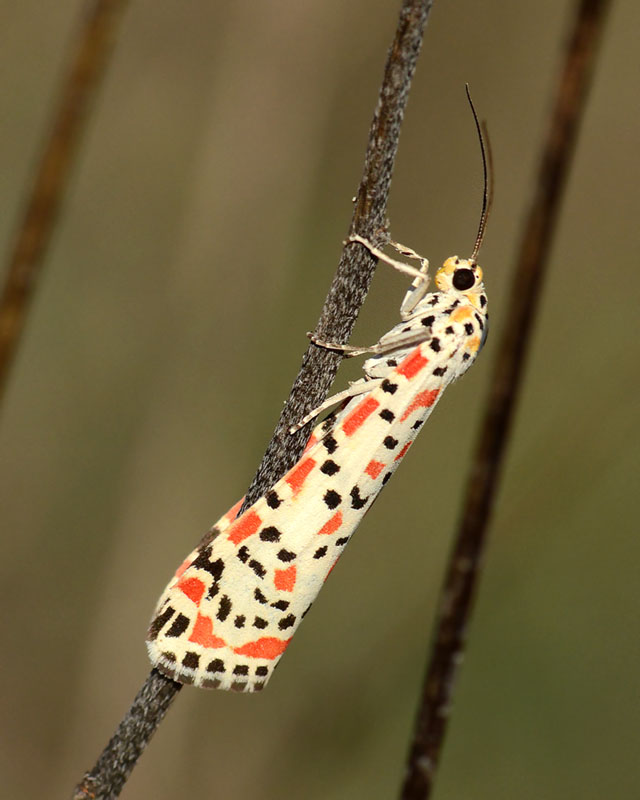 Utetheisa pulchella - Erebidae Arctiinae